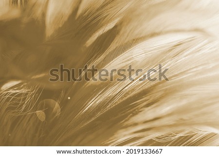 Dull Green Turquoise Feather Background or texture 