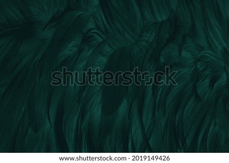 Beautiful black Green bird feathers pattern texture background.