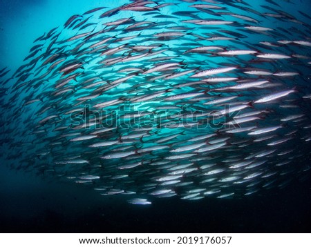 School of Barracuda fish in blue water.