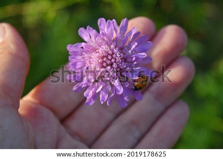 ladybug on a purple flower and female hand green background summer time