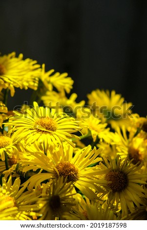 Blooming dandelions background. Yellow chamomile with water drops. Flower holiday background. Spring flower bouquet. Copy space
