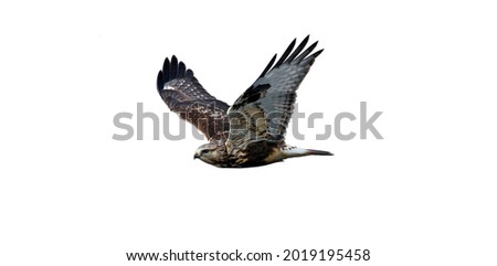 The flying hawk is isolated on a white background