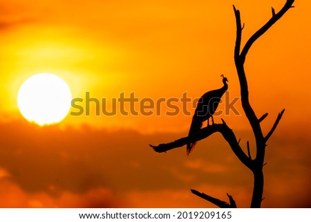 silhouette of indian peafowl or Pavo cristatus perched on dead tree against sun during winter sunrise or golden hour light at keoladeo national park or bharatpur bird sanctuary rajasthan india Royalty-Free Stock Photo #2019209165