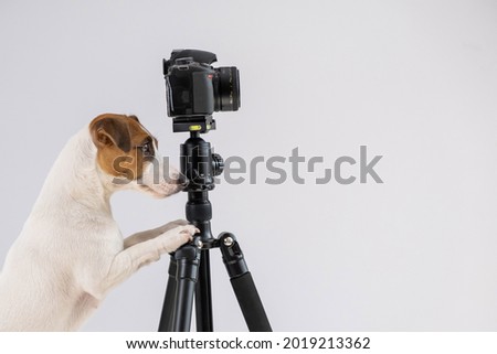 Dog jack russell terrier with glasses takes pictures on a camera on a tripod on a white background