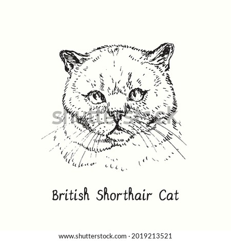 British Shorthair Cat face portrait. Ink black and white doodle drawing in woodcut style.
