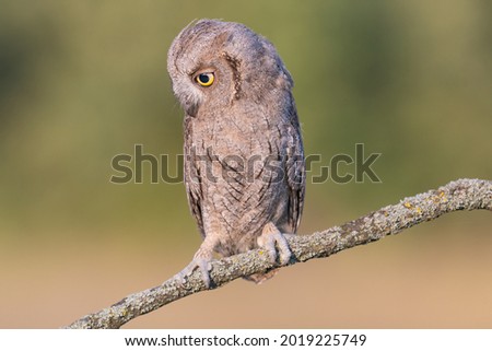 European scops owl Otus scops sitting on branch. Bird in the wild.