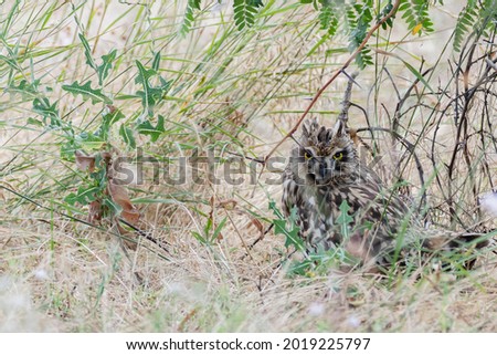 Portrait of the short-eared owl Asio flammeus. An owl hides in the grass on a hot day.