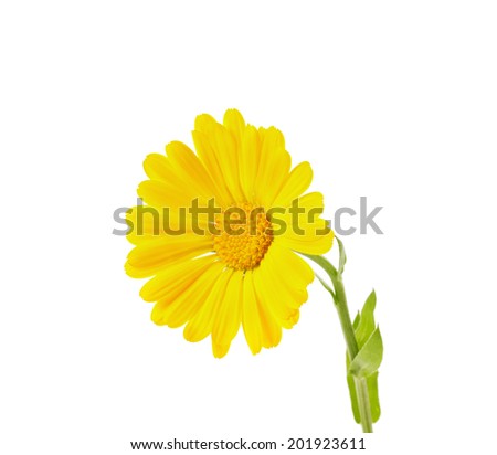 yellow calendula isolated on white background