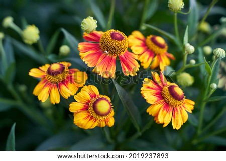 gaillardia flower red and yellow close up on green blurry background. High quality photo