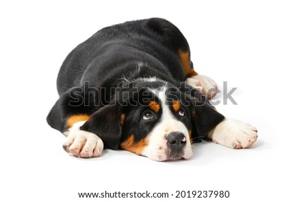 Great Swiss Mountain Dog puppy isolated on white background. The dog lies on its stomach and looks up, begging for a treat, bored. Pensive cute animal look.