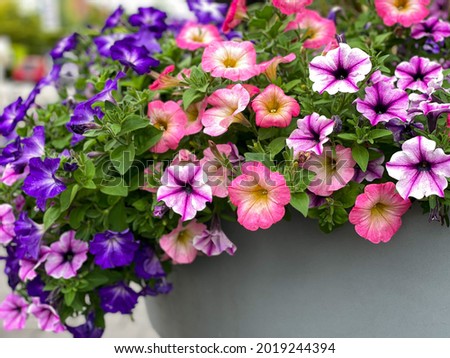Colourful mixed petunia flowers in vibrant pink and purple colors in decorative flower pot close up, floral wallpaper background with blooming petunias Royalty-Free Stock Photo #2019244394