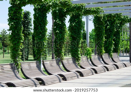 Garden furniture for relaxation near growing lianas plants. Wooden benches in the park. Comfortable lounge chairs for outdoor recreation. Low chairs for sitting people. 