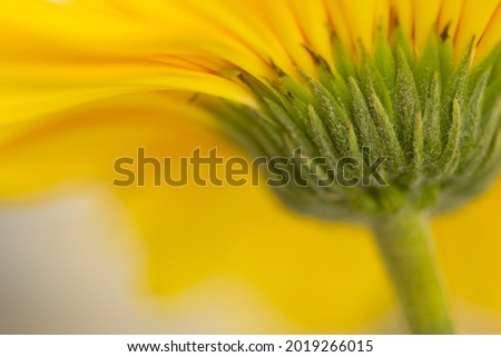 An abstract image of the back of a gerbera flower in landscape orientation