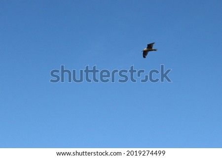 A bird, a seagull, flies against the background of the blue sky, hunts fish