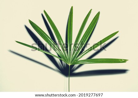 Tropical green leaf background, close-up.