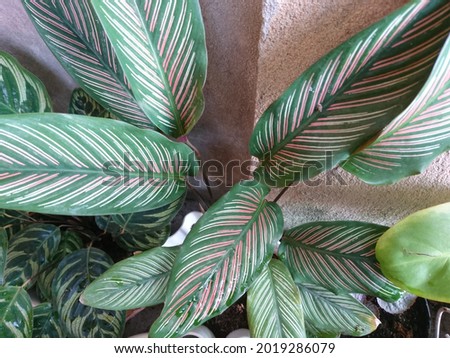 Flower plant in the pot. Stock image