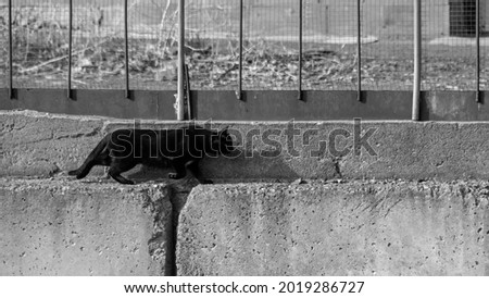 Black cat walking on the edge of massive concrete blocks. Predator while hunting, black and white contrast street photography