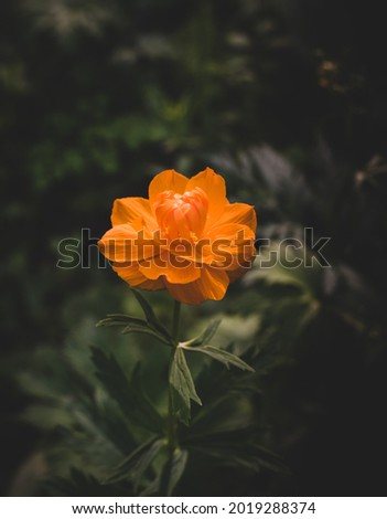Orange globeflower grows in the forest