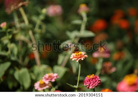 Hummingbird hawk-moth flying on a Zinnia flower 