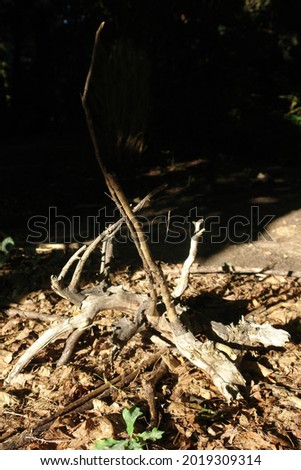 Close up of a decorative use of cut  tree trunk with roots. Poland, Europe