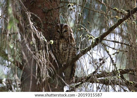 Little Tawny Owl or Brown Owl (Strix Aluco) sitting on the tree in the forest