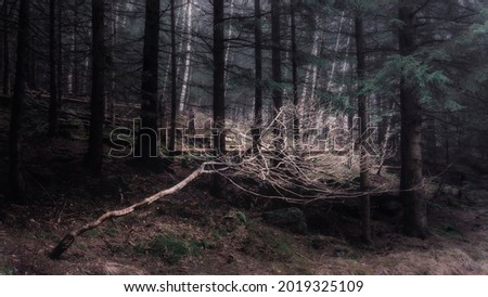 Autumn forest in the Polish Karkonosze Mountains during the ascent to the waterfall in the Łomniczki Cauldron 