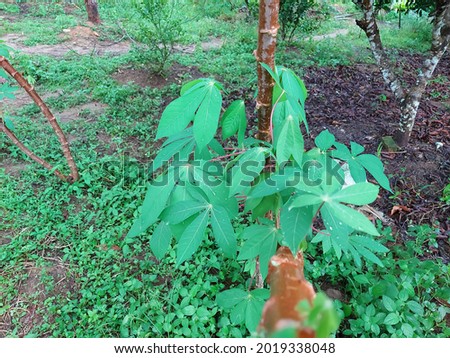 Unfocused photo from beautiful cassava leaves in the garden.