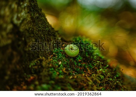 A green caterpillar in the forest on the moss
