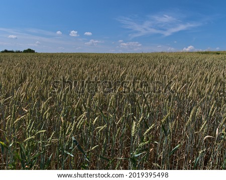 View over agricultural grain field with green and golden wheat plants (triticum aestivum) in summer season near Abstatt, Baden-Württemberg, Germany with blue sky. Focus on ears in center. Royalty-Free Stock Photo #2019395498