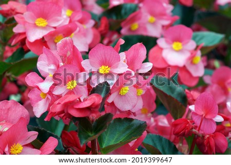                  beautiful red begonia flower in the garden               Royalty-Free Stock Photo #2019399647