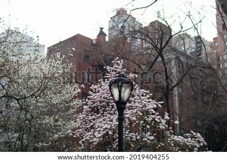 Park Light in Murray Hill with Flowering Trees in the Background during the Spring in New York City