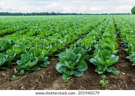 Landscape view of a freshly growing cabbage field. Royalty-Free Stock Photo #201940579