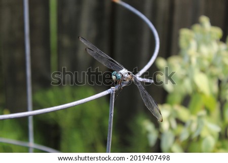 Blue Dragonfly, Blue Dasher Dragonfly