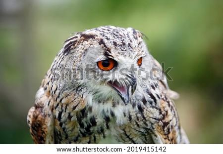 Siberian eagle owl head shots
