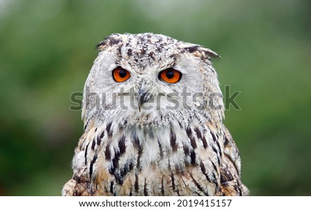 Siberian eagle owl head shots