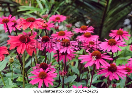 Echinacea 'Sensation Pink' in flower Royalty-Free Stock Photo #2019424292