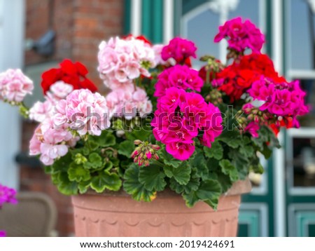 Vibrant red and pink blooming geranium flowers in decorative flower pot close up, floral wallpaper background with mixed red and pink geranium Pelargonium Royalty-Free Stock Photo #2019424691