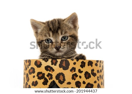 cute baby tabby kitten inside of animal print box on white background