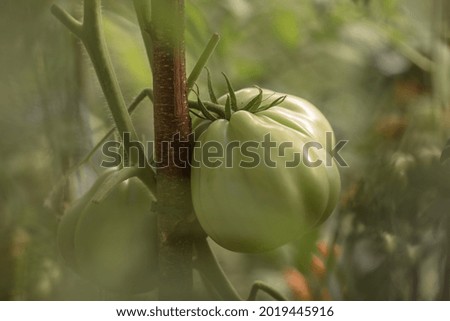 Branch with fresh green  tomatoes growing in an organic greenhouse garden