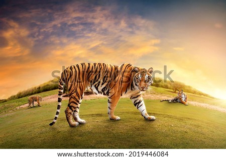 Herd of Great tiger male in the nature habitat. Tiger walk  during the golden light time. Wildlife scene with danger animal. Hot summer in India. Dry area with beautiful indian tiger, Panthera tigris. Royalty-Free Stock Photo #2019446084