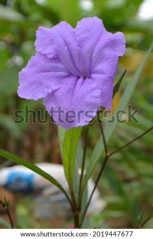 Selective focus, purple flowers in the garden, Bogor 2 July 2021