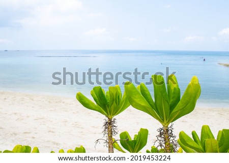 Cerbera odollam Tree on the beach of Koh Nang Yuan in Thailand with a beautiful sea background.
