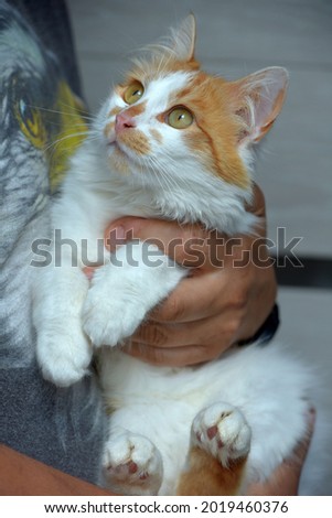 cute fluffy red with white cat in hands close up