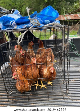 The picture of 
flock of chickens in the cage.