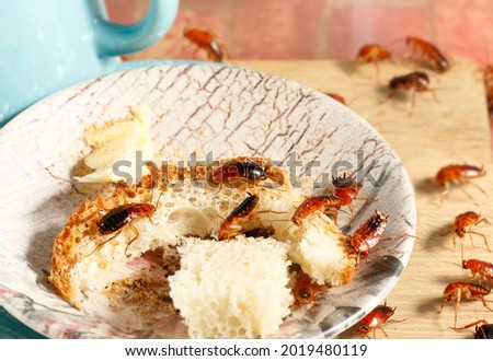 close-up of a many cockroaches climb on bread on a pink plate on the wooden board. Pest control concept.