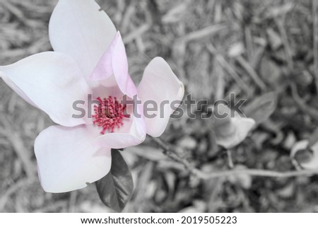 Black and white with soft color Japanese magnolia bloom