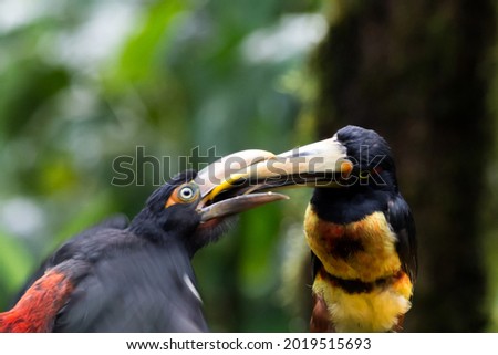 This couple of toucans are a mother and her young feeding, the toucans feeding their young until they are very independent