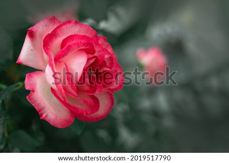 Pink rose flower isolated on background blurry in the garden .