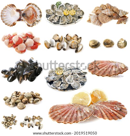 many shellfish in front of white background