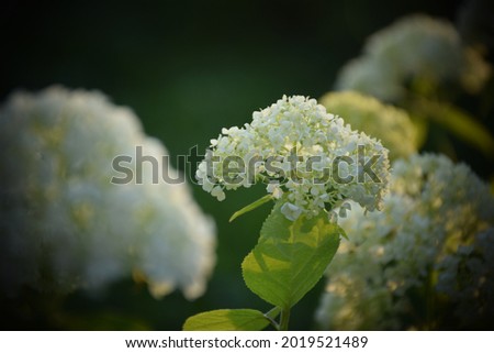 White Hydrangea Flower With Solf Light. Stock Photo